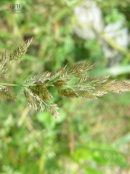 Agrostis Linn 萃颖甚 禾本科剪颖草属的形态特征与分类学内涵