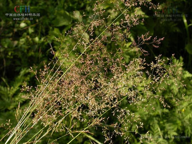 Agrostis Linn. 萃颖甚 禾本科剪股颖属的形态特征与分类学释义